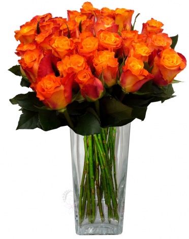 Kytice oranžových růží - Růže oranžové