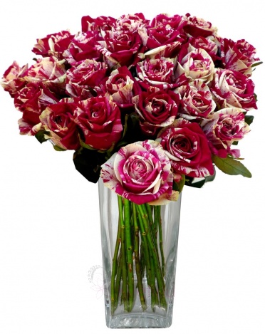 Bouquet of Harlequin roses - Streaked roses