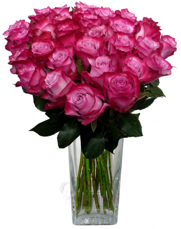 Kytice purpurových růží - Růže purpurové