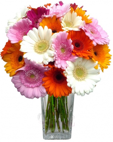 Colorful bouquet of gerberas - Gerbera