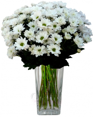 Kytice bílých chryzantém - Chryzantéma bílá