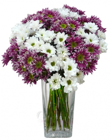 Kytice bílých a fialových chryzantém - Chryzantéma bílá, fialová