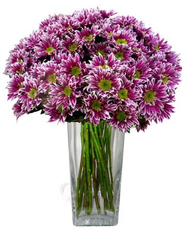 букет из фиолетовых хризантем - Purple chrysanthemums
