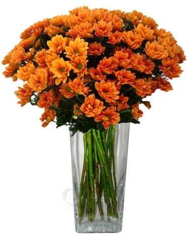Bouquet of orange chrysanthemums - Orange chrysanthemum