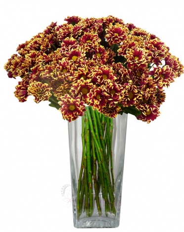 Bouquet of streaked chrysanthemums - Streaked chrysanthemum