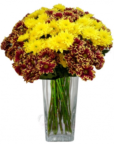 Bouquet of yellow and streaked chrysanthemums - Yellow, streaked chrysanthemums