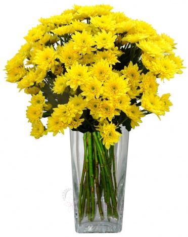 Kytice žlutých chryzantém - Žluté chryzantémy