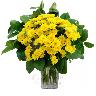 Kytice žlutých chryzantém + zeleň - Žlutá chryzantéma, zeleň