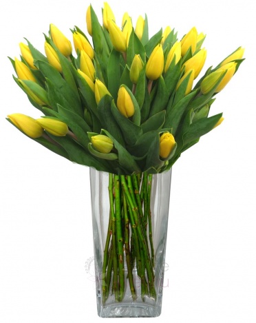 Kytice tulipánů - tulipany