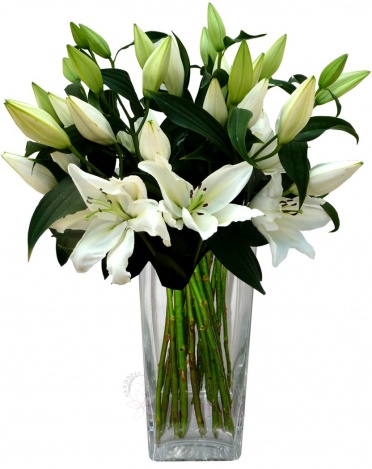 Kytice bílých lilií SG - Lilie SG