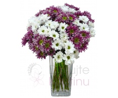 Bouquet of white and purple chrysanthemums